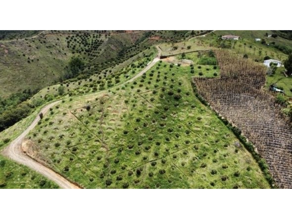 FINCA AGRÍCOLA DE ALTA RENTABILIDAD EN SAN VICENTE 30 HECTÁREAS — foto 3