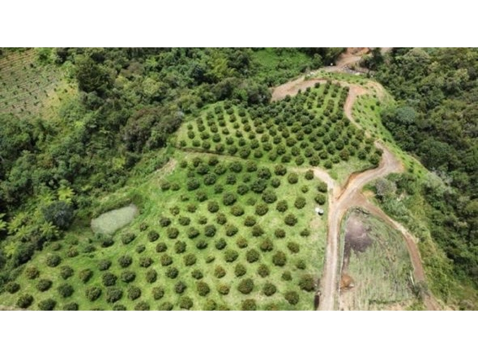 FINCA AGRÍCOLA DE ALTA RENTABILIDAD EN SAN VICENTE 30 HECTÁREAS — foto 4