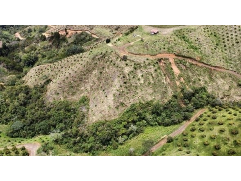 FINCA AGRÍCOLA DE ALTA RENTABILIDAD EN SAN VICENTE 30 HECTÁREAS — foto 5
