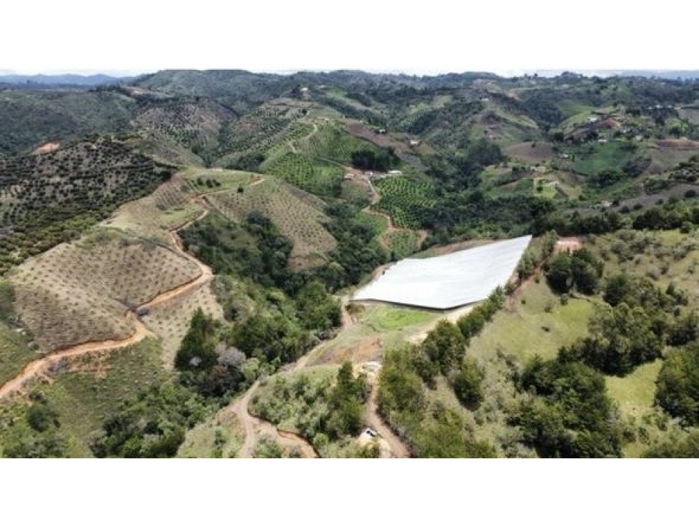 FINCA AGRÍCOLA DE ALTA RENTABILIDAD EN SAN VICENTE 30 HECTÁREAS — foto 2