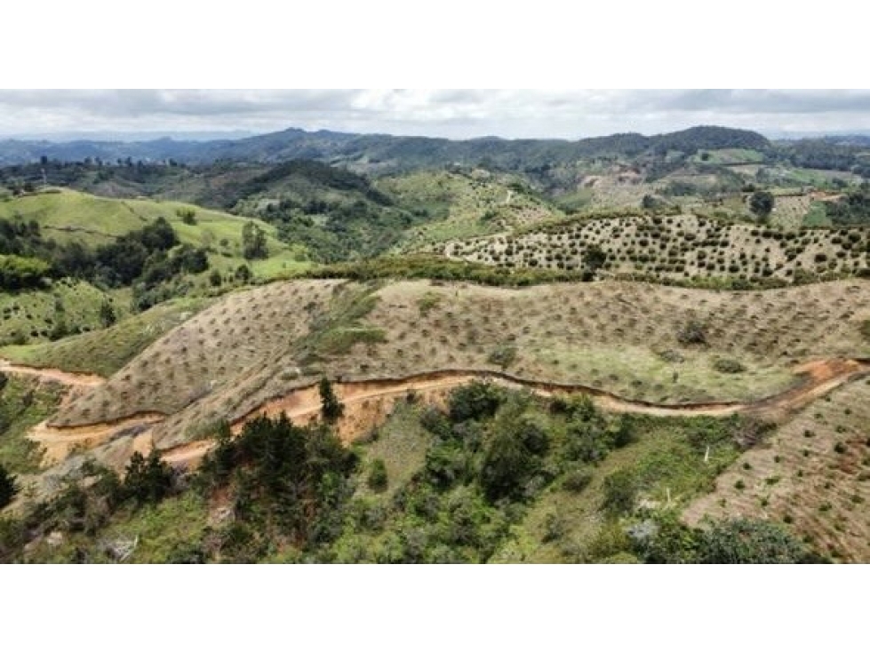 FINCA AGRÍCOLA DE ALTA RENTABILIDAD EN SAN VICENTE 30 HECTÁREAS — foto 6
