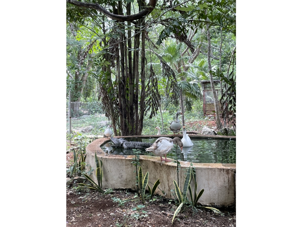 Venta de Finca de 103 Hectáreas a 24 km de Mérida - 5