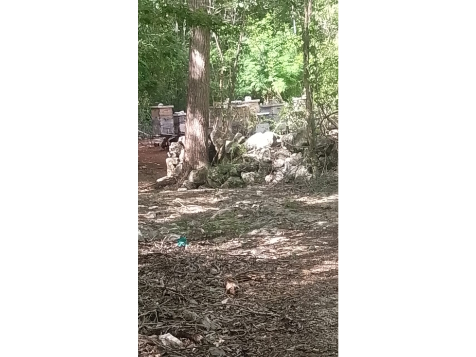 Terrenos en Venta, Cerca Valladolid Yucatán, Chichen Itzá. - 6