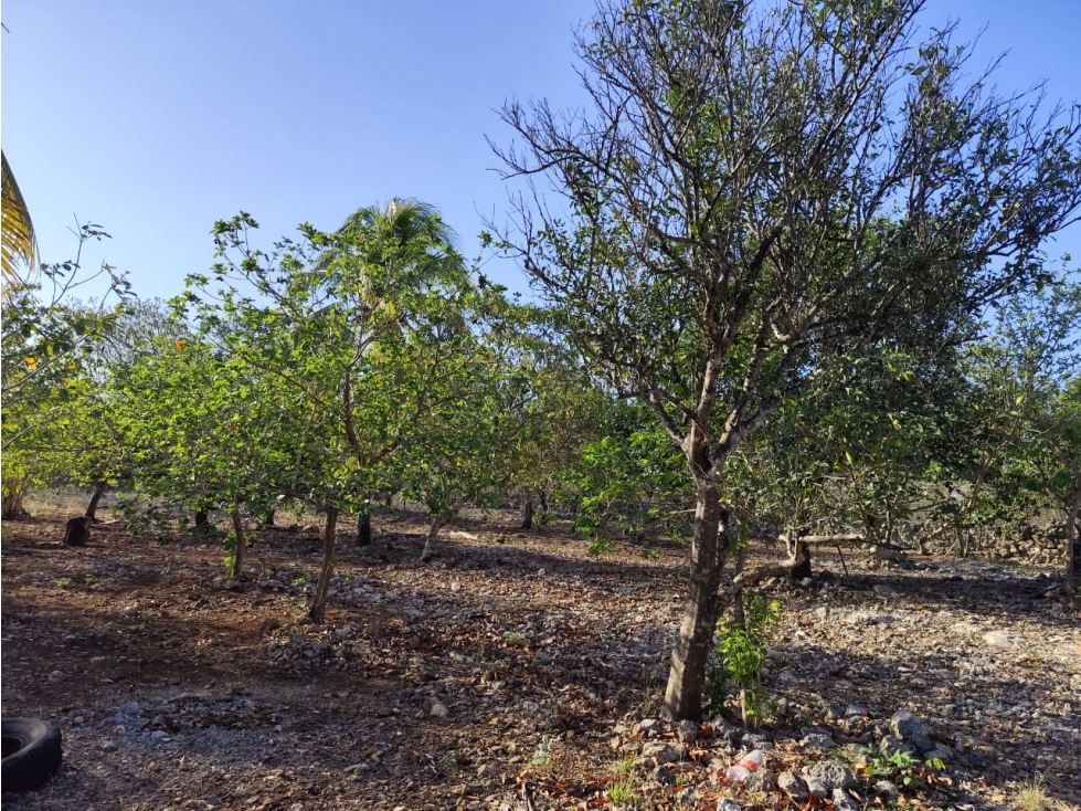 Terreno en Venta en Yucatán Mérida con superficie de 4000 metros. — foto 6