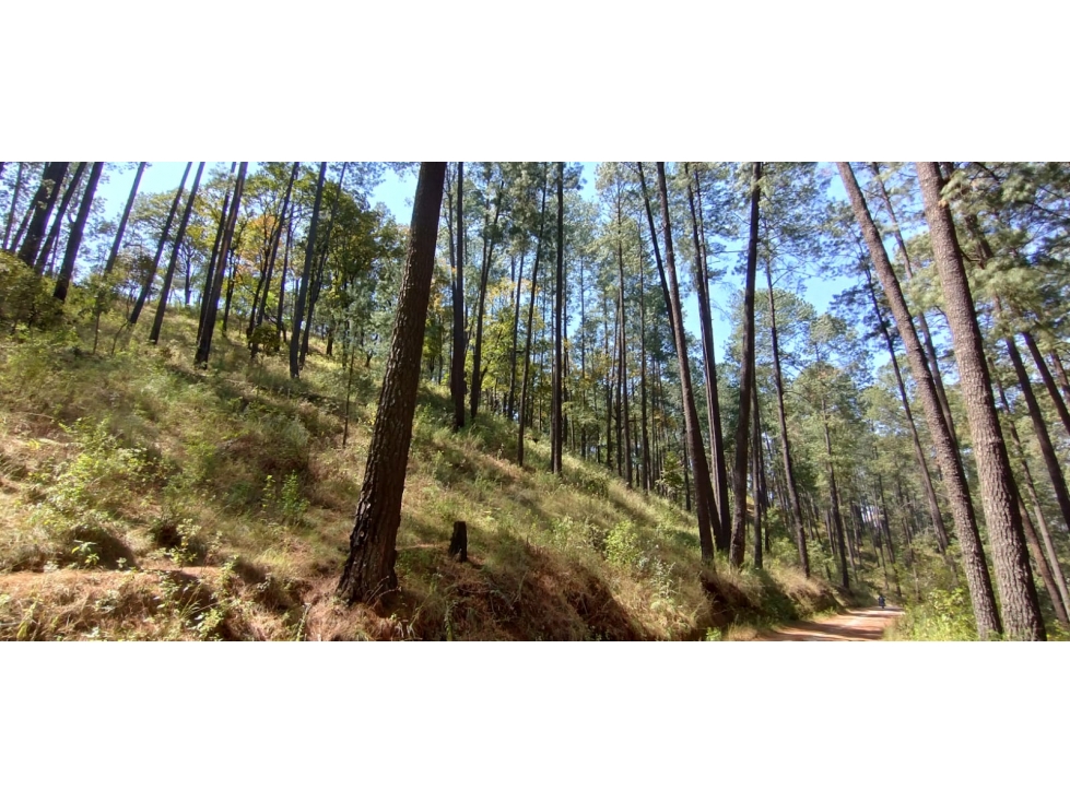 TERRENO ARBOLADO EN AMANALCO — foto 2