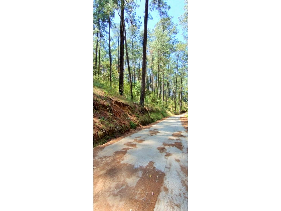TERRENO ARBOLADO EN AMANALCO