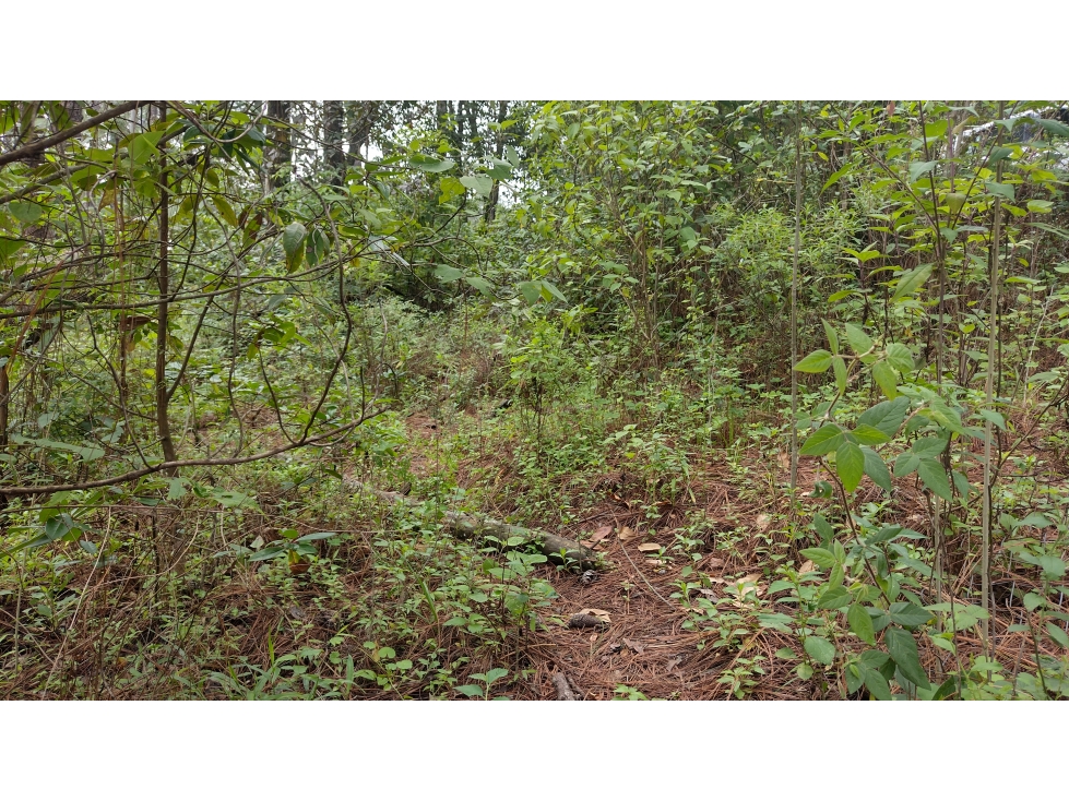TERRENO EN VENTA PASO HONDO/CERRO GORDO/VALLE DE BRAVO — foto 3