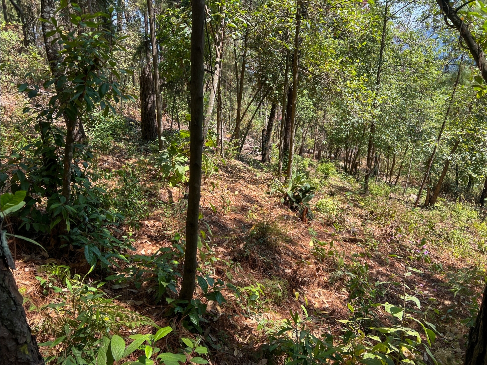TERRENO EN VENTA|ENTORNO BOSCOSO|AVANDARO|VALLE DE BRAVO — foto 3