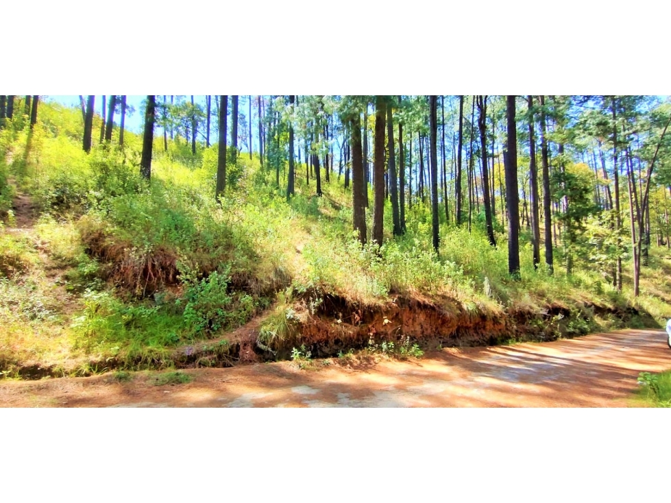 TERRENO ARBOLADO EN AMANALCO — foto 3