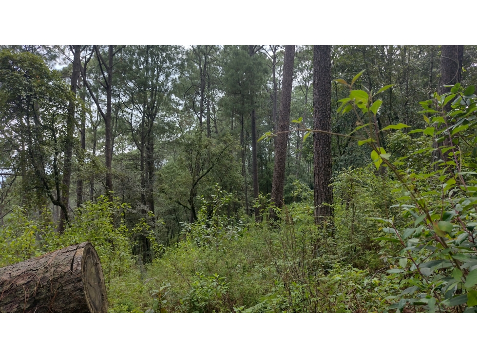 TERRENO EN VENTA PASO HONDO/CERRO GORDO/VALLE DE BRAVO