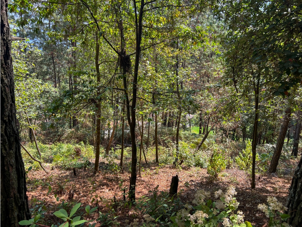 TERRENO EN VENTA|ENTORNO BOSCOSO|AVANDARO|VALLE DE BRAVO — foto 2