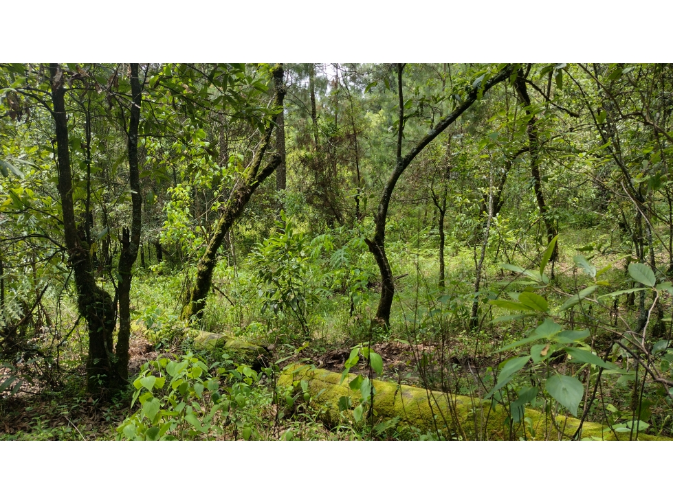 TERRENO EN VENTA EN MESA RICA/VALLE DE BRAVO - 5