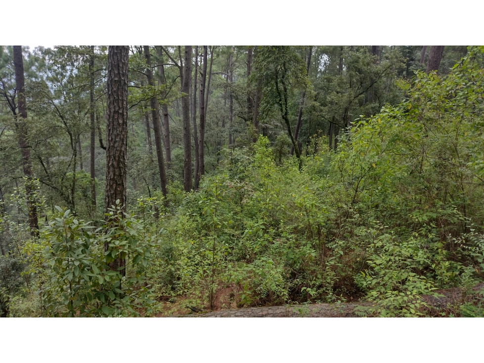 TERRENO EN VENTA PASO HONDO/CERRO GORDO/VALLE DE BRAVO — foto 5