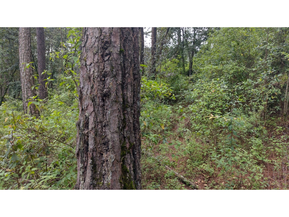 TERRENO EN VENTA PASO HONDO/CERRO GORDO/VALLE DE BRAVO — foto 6