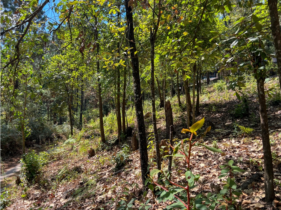 TERRENO EN VENTA|ENTORNO BOSCOSO|AVANDARO|VALLE DE BRAVO