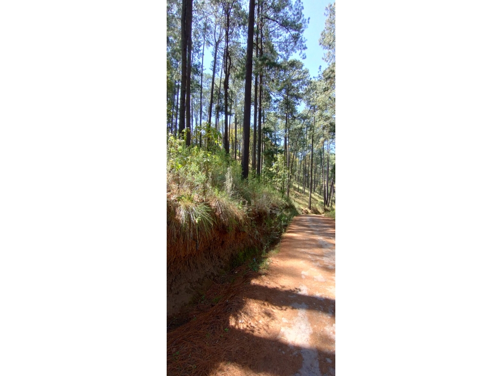 TERRENO ARBOLADO EN AMANALCO — foto 4