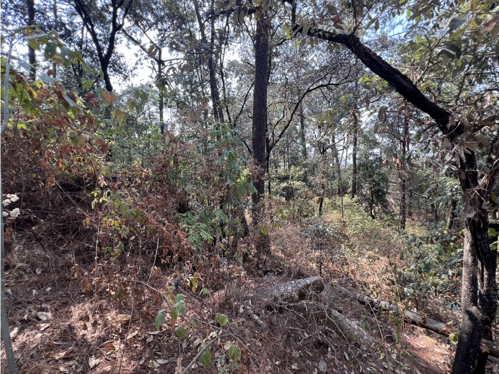 LOTES EN VENTA|ENTORNO BOSCOSO|CIRCUITO AVANDARO|VALLE DE BRAVO — foto 6