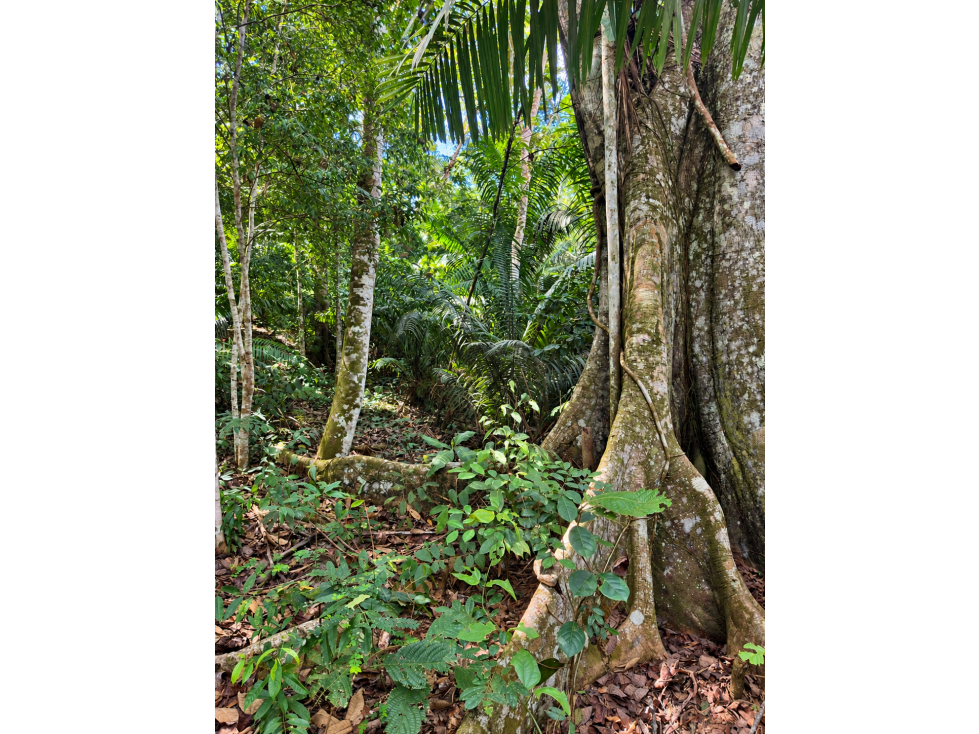 Terreno de 1.345 hectáreas en venta - Tarapoto - 3