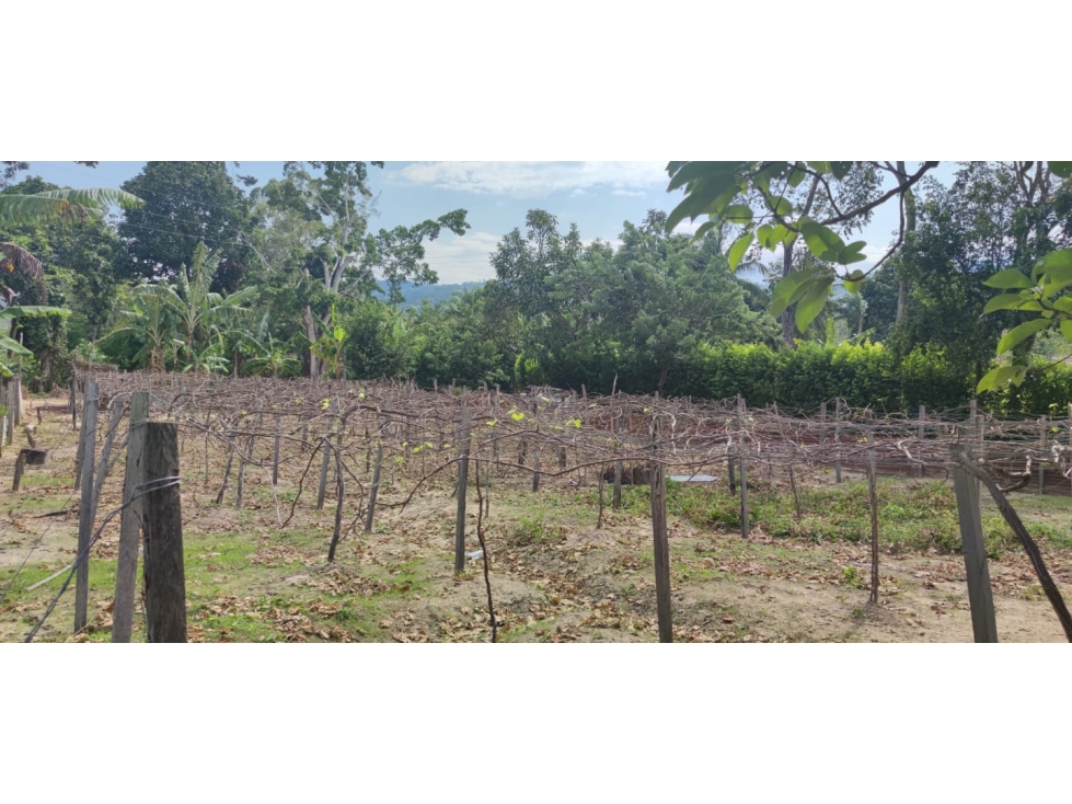 Tarapoto - Terreno en Venta 800 m2 - San Antonio de Cumbaza - 3