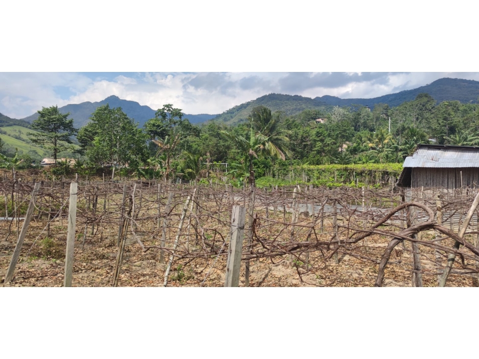Tarapoto - Terreno en Venta 800 m2 - San Antonio de Cumbaza - 4