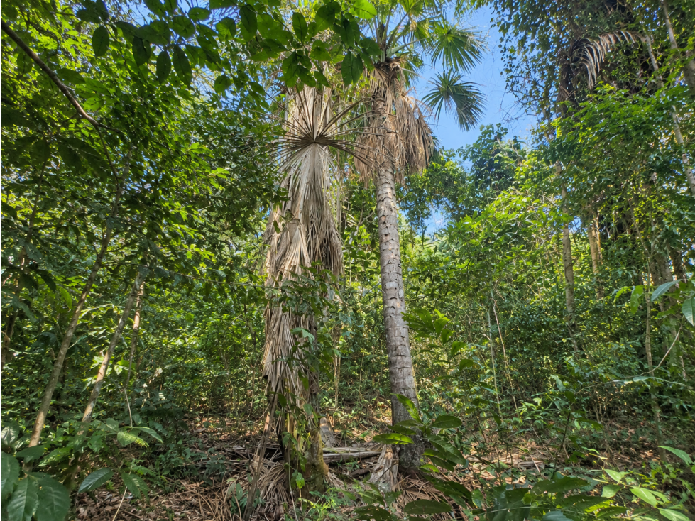 Terreno de 1.345 hectáreas en venta - Tarapoto - 2