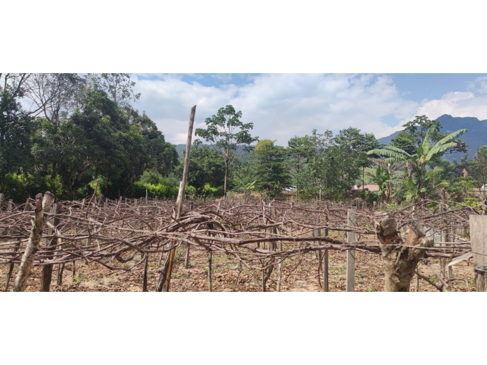 Tarapoto - Terreno en Venta 800 m2 - San Antonio de Cumbaza - 5