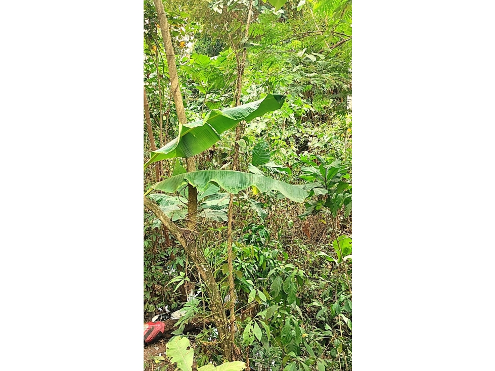Tarapoto - Terreno en Venta - 1,137 m2 - Dist. La Banda de Shilcayo - 6