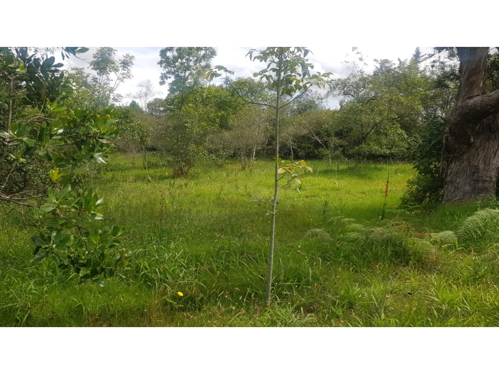 VENDO LOTE PLANO - ALTO DEL ESPINO - VILLA DE LEYVA - 2