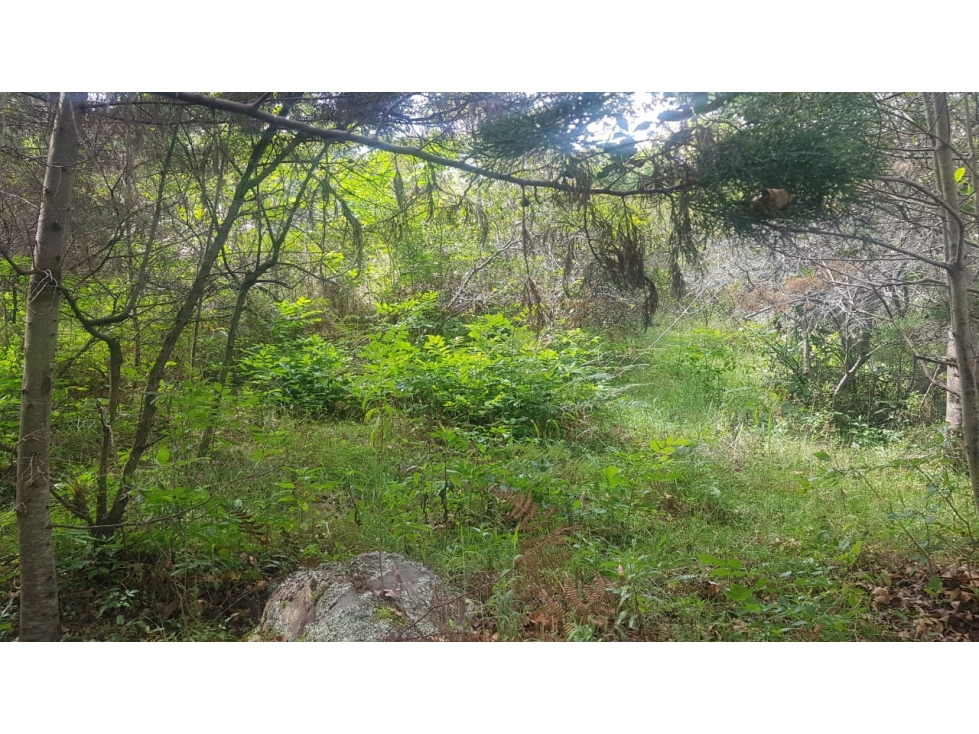 VENDO LOTE PLANO - ALTO DEL ESPINO - VILLA DE LEYVA - 5