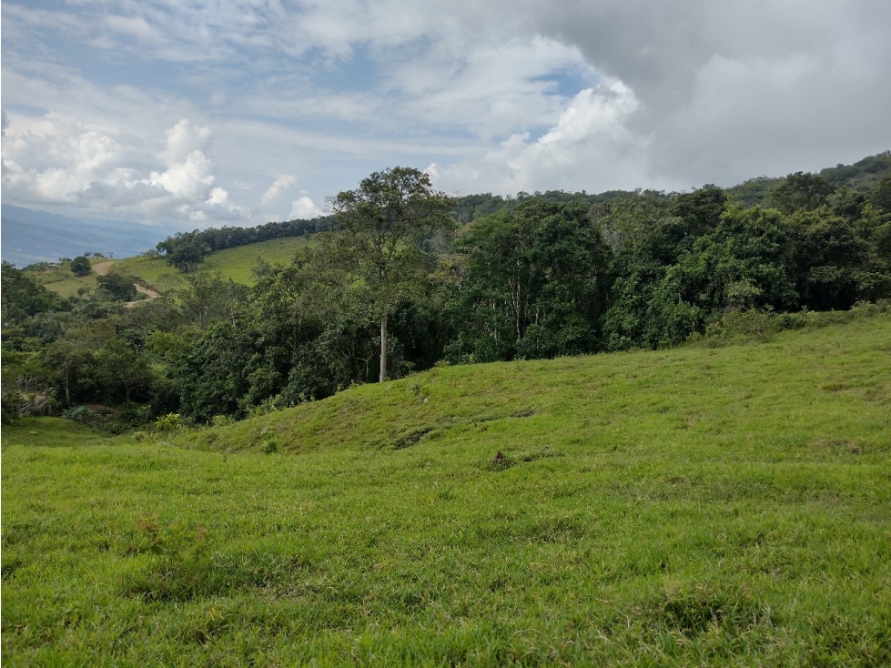 VENDO FINCA GANADERA DE 88 HECTAREAS EN MELGAR - TOLIMA - GANGA - 2