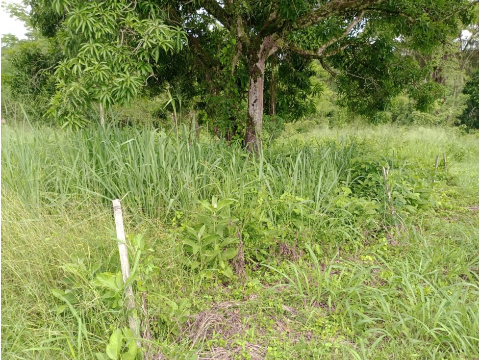 VENDO LOTE PLANO DE 4.000 METROS EN CONJUNTO SAN ANTONIO DE APULO - 2