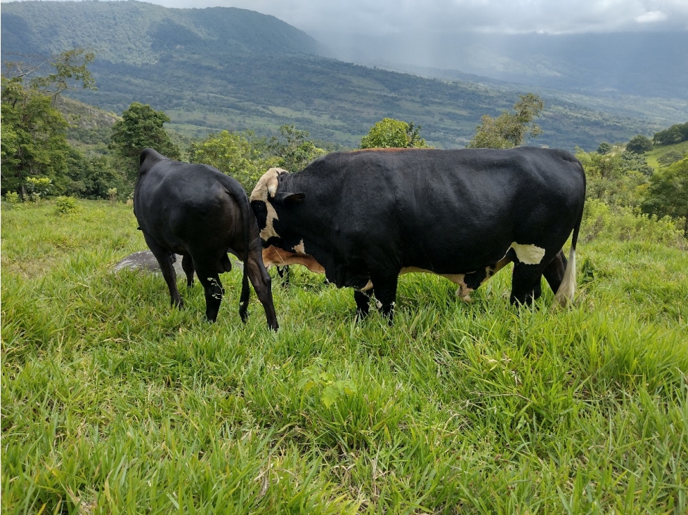 VENDO FINCA GANADERA DE 88 HECTAREAS EN MELGAR - TOLIMA - GANGA - 6