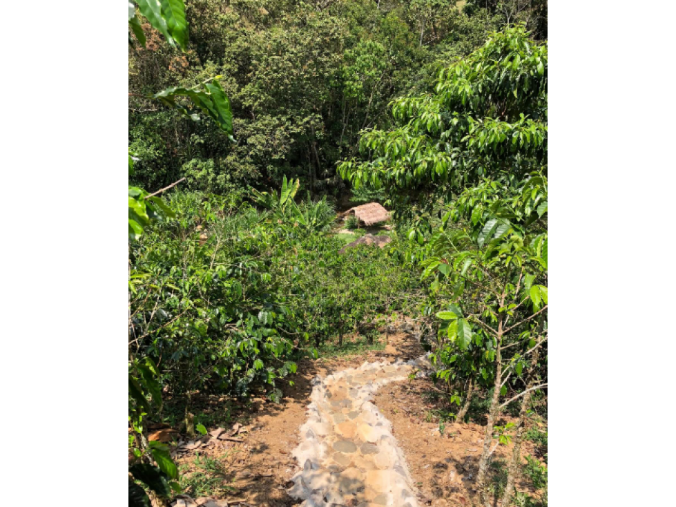 Finca en Venta Venecia Vereda La Arabia Antioquia — foto 3