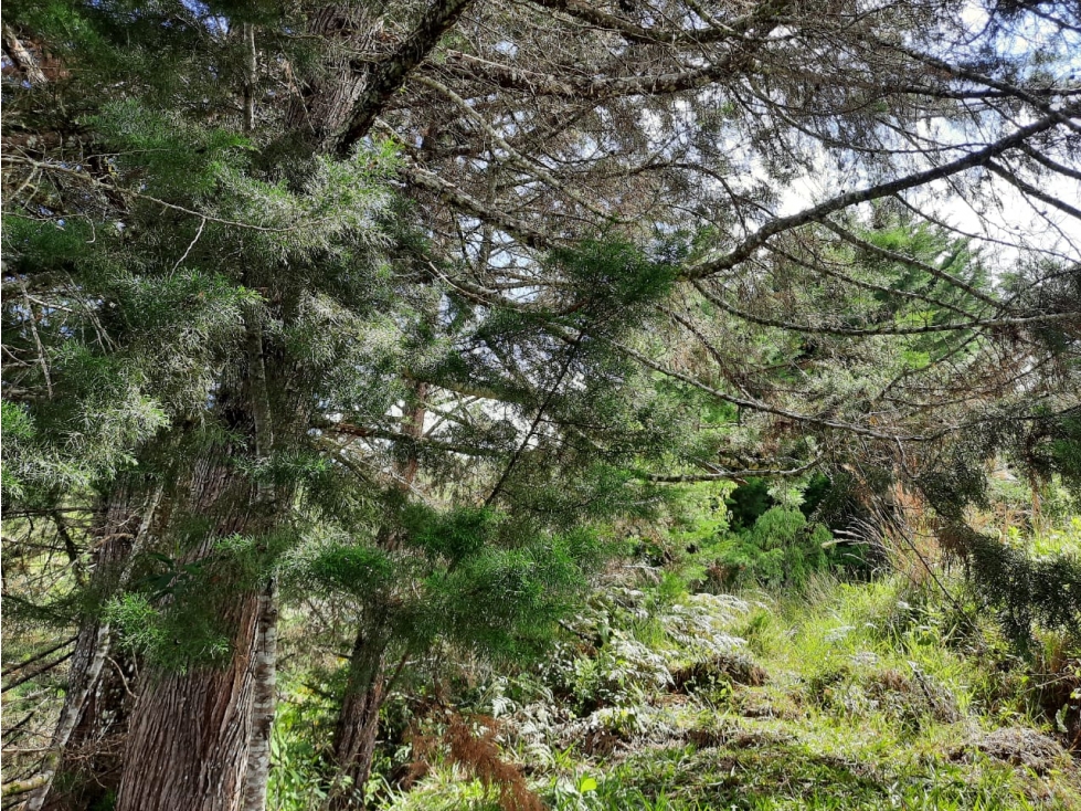 Venta lote Jericó vereda la Estrella nueva - 5