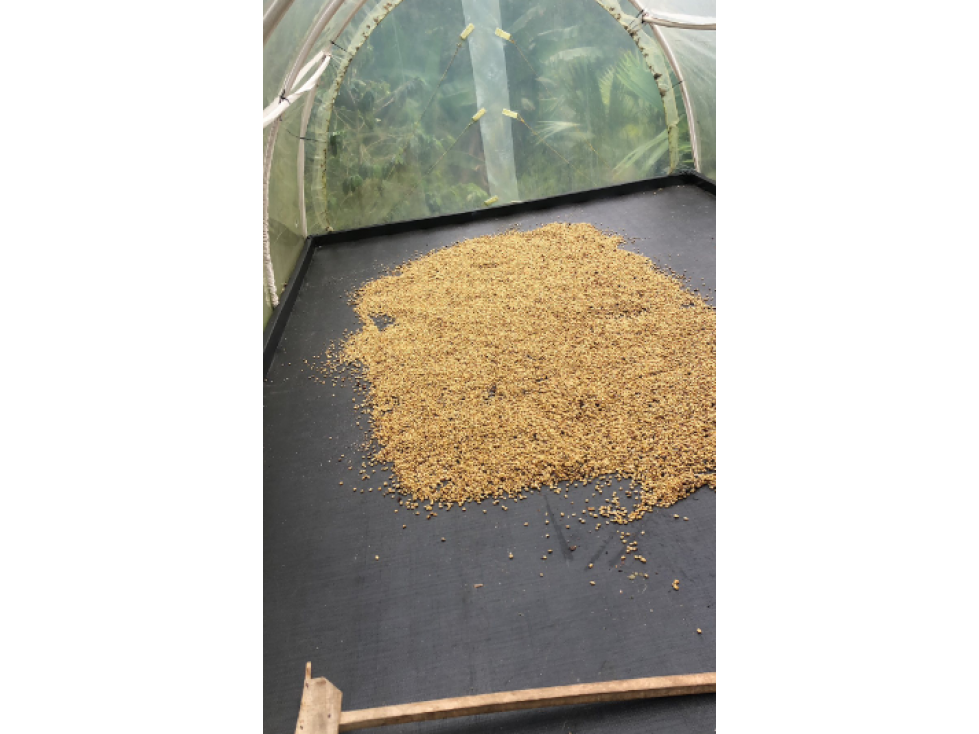 Finca en Venta Venecia Vereda La Arabia Antioquia — foto 6