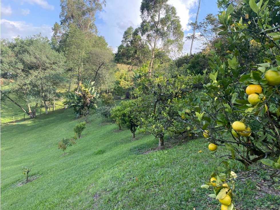 Venta Lote en San Antonio de Pereira Antioquia. — foto 3