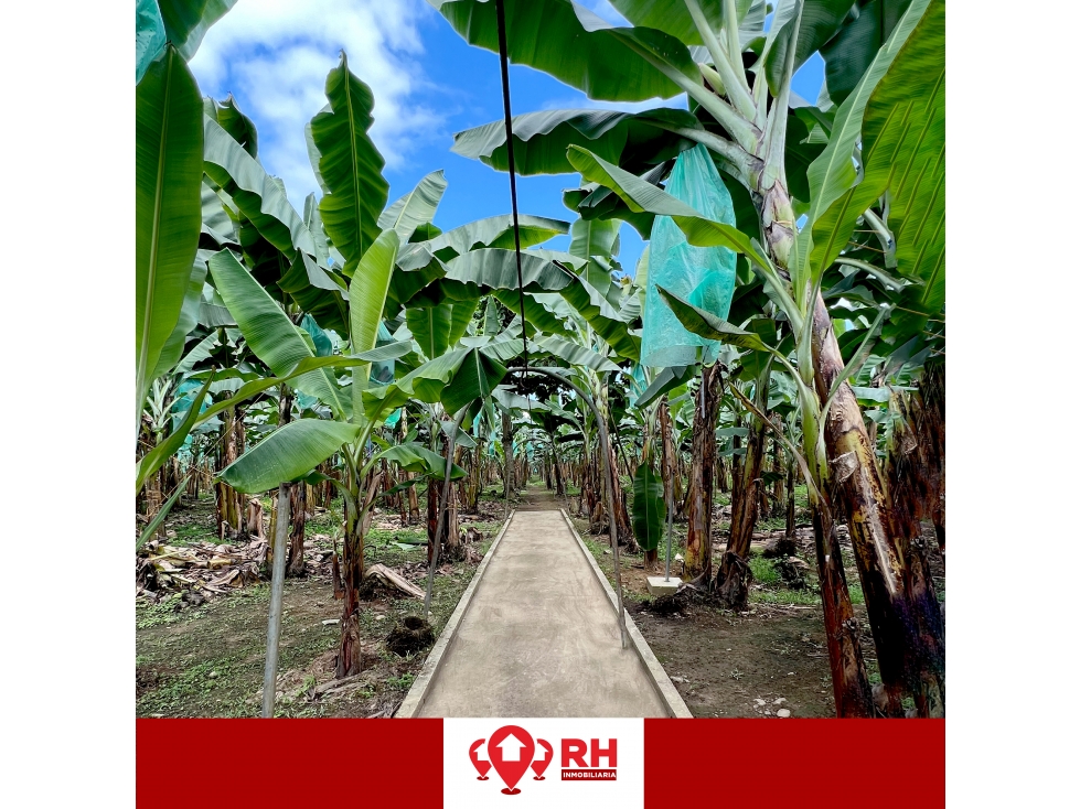 BANANERA EN VENTA EN PARROQUIA BUENAVISTA, CANTÓN PASAJE - 2