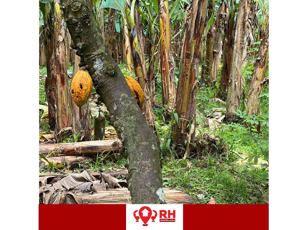 BANANERA EN VENTA EN PARROQUIA BUENAVISTA, CANTÓN PASAJE - 3