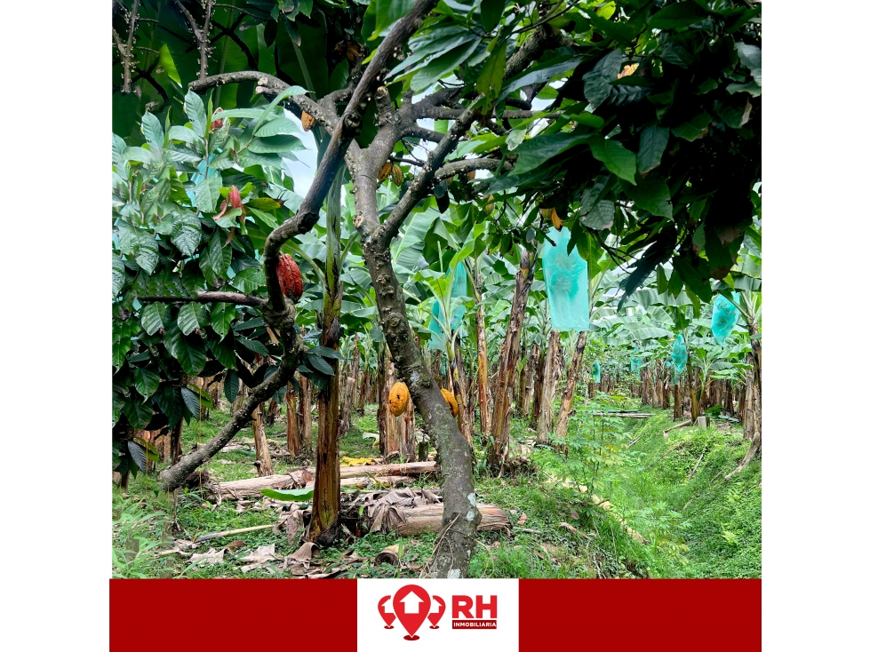 BANANERA EN VENTA EN PARROQUIA BUENAVISTA, CANTÓN PASAJE - 5