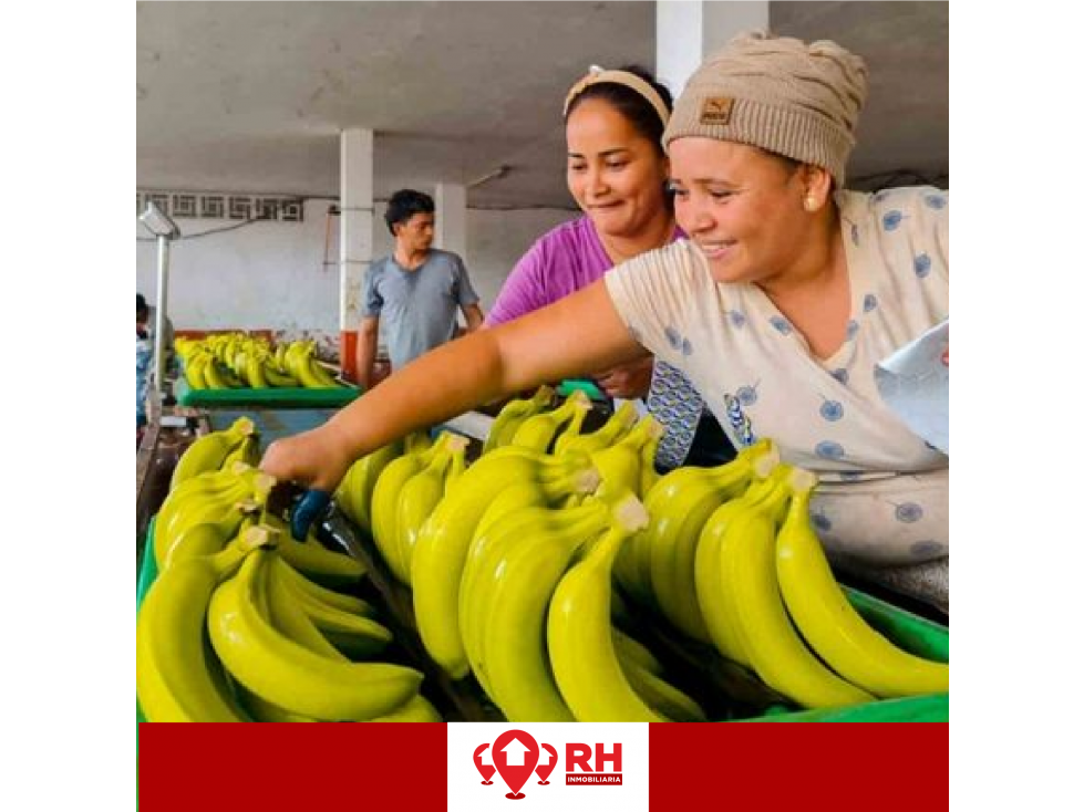 BANANERA EN VENTA EN BABAHOYO, LOS RIOS - 2