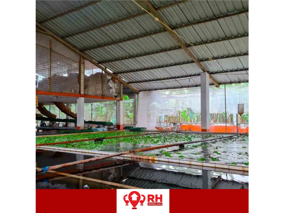 BANANERA EN VENTA EN BABAHOYO, LOS RIOS - 3