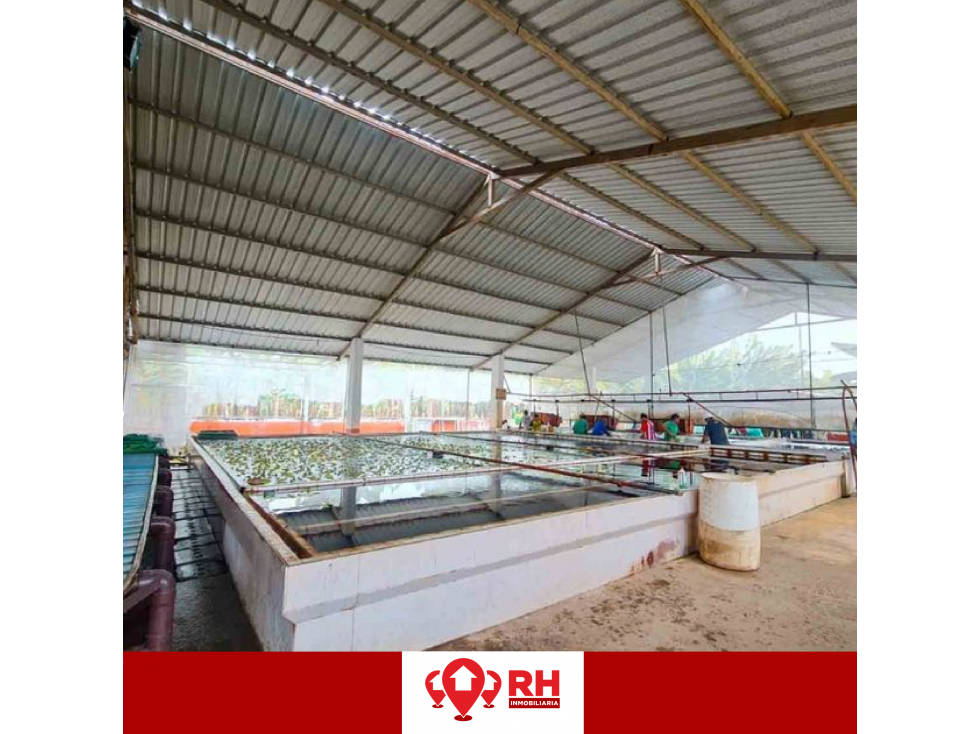 BANANERA EN VENTA EN BABAHOYO, LOS RIOS - 4