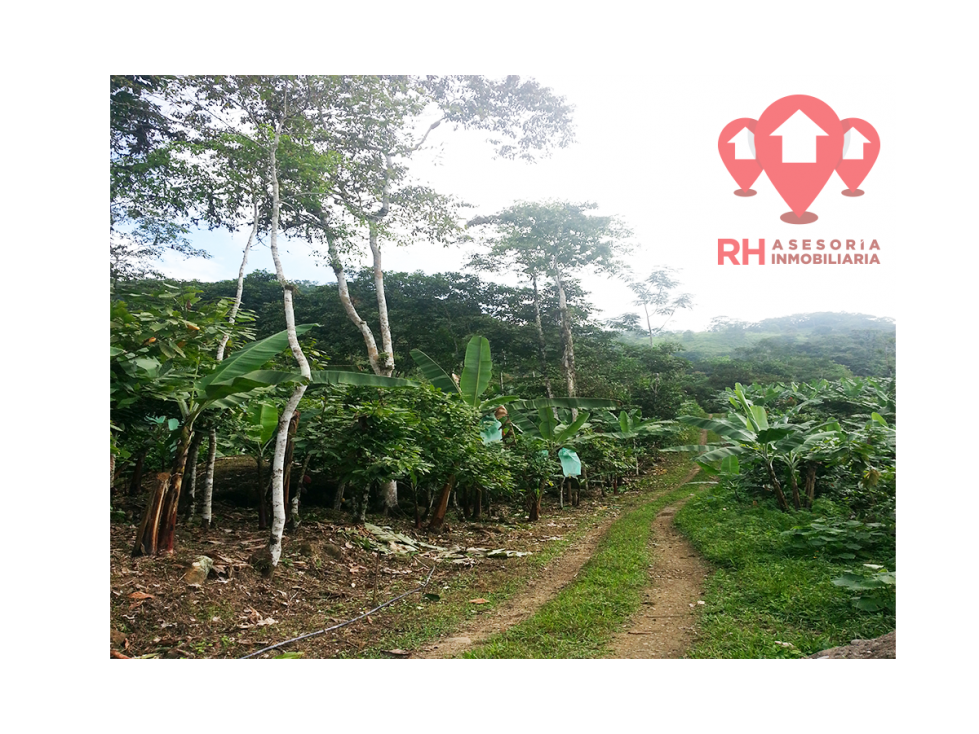 Finca en venta 39.08 Has en El Progreso de Pasaje - 2
