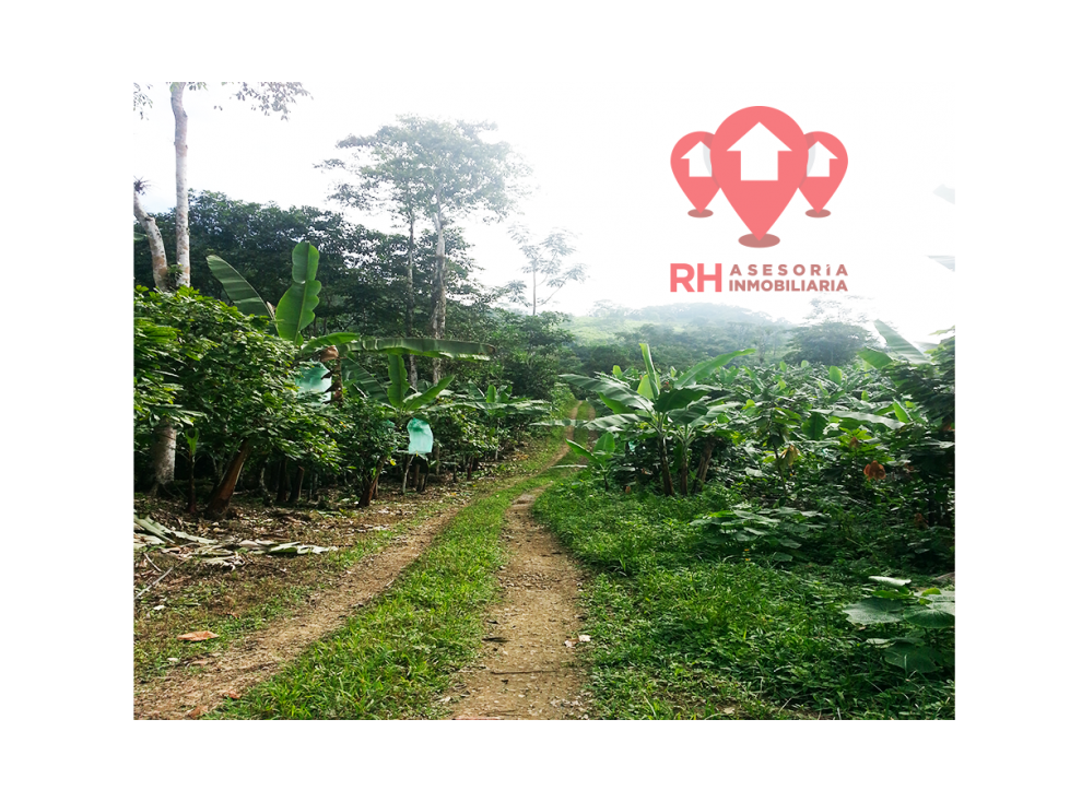 Finca en venta 39.08 Has en El Progreso de Pasaje - 4