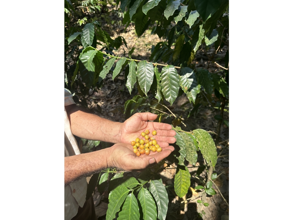 Finca en Venta en Minca, Santa Marta: 30 Hectáreas, La Tigrera — foto 3