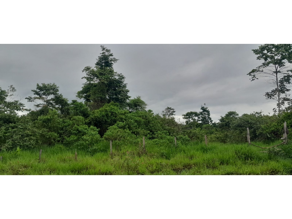 Venta de Terreno en Contamana- 48Has - 6