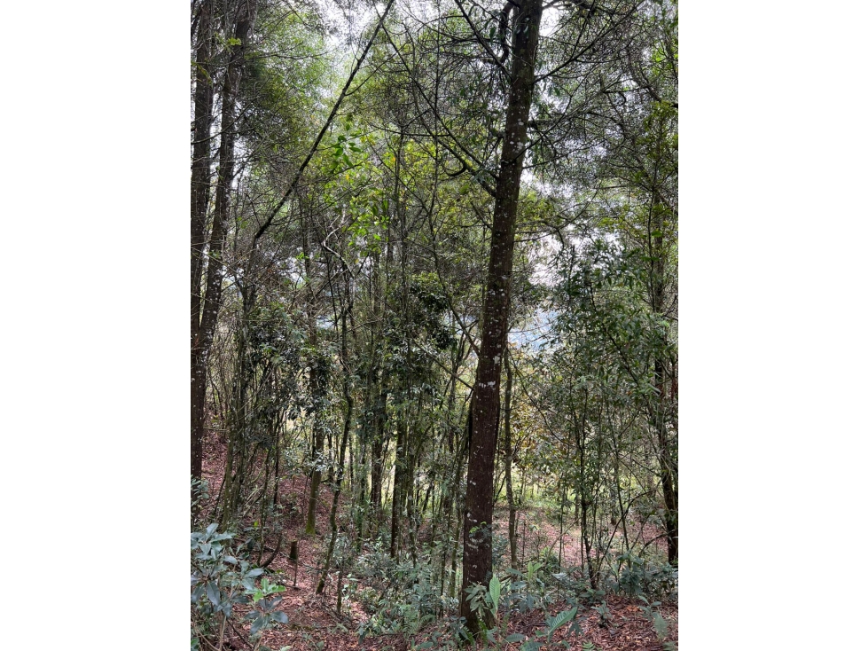 LOTE — foto 5