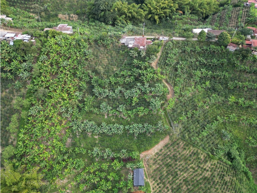 VENTA ESPECTACULAR LOTE AGRICOLA EN ALTAGRACIA PEREIRA