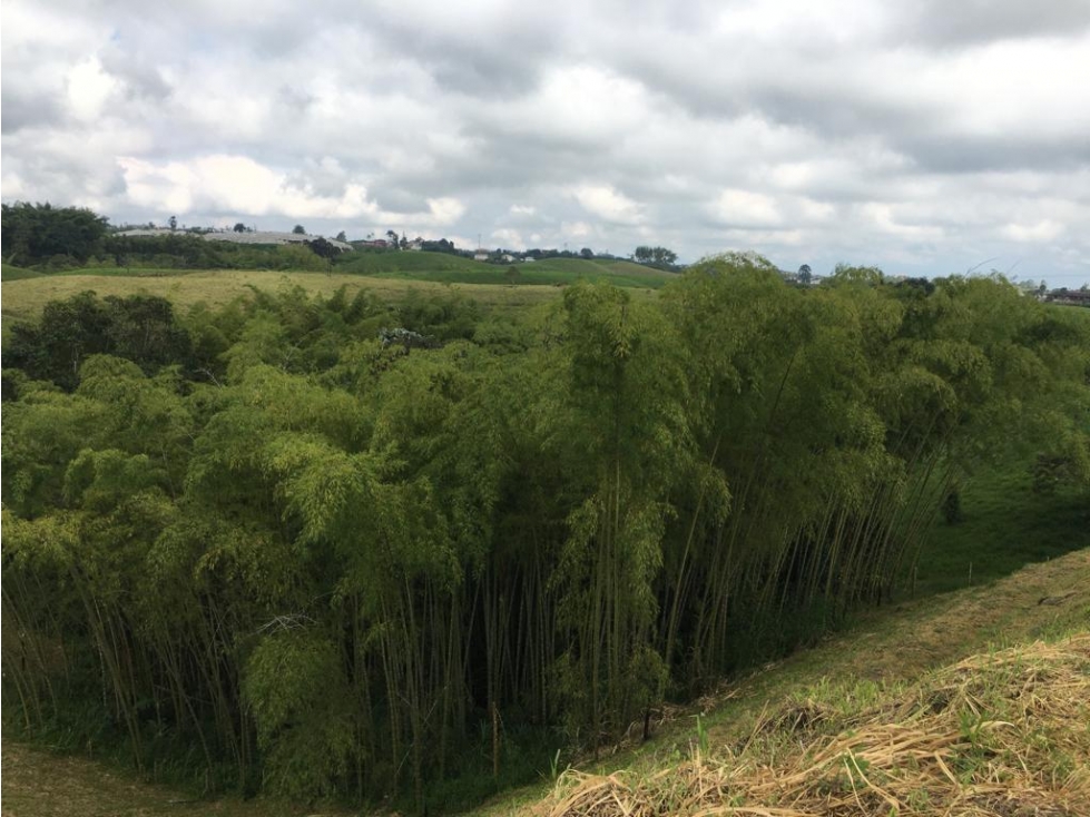VENTA AMPLIO LOTE DE 10036 MTS VIA ALTAGRACIA PEREIRA — foto 2