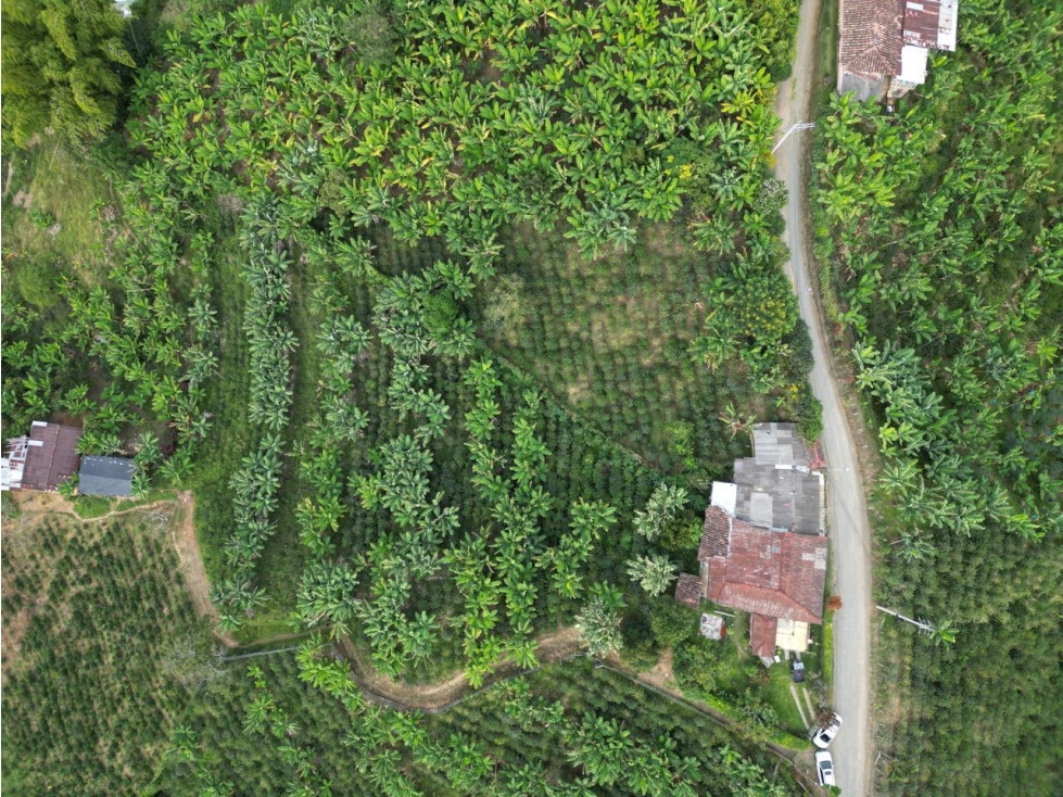 VENTA ESPECTACULAR LOTE AGRICOLA EN ALTAGRACIA PEREIRA — foto 2